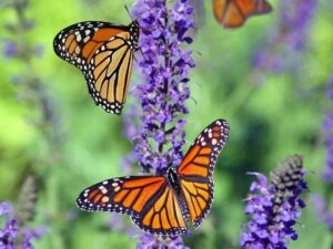 Kreative Vielfalt und Besinnlichkeit beim Tag der offenen Tür