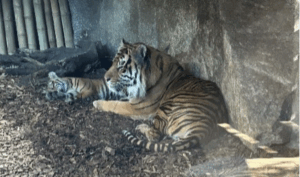 Wandertag zum Tierpark